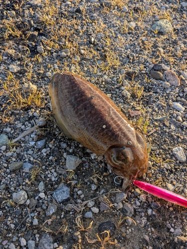 コウイカの釣果