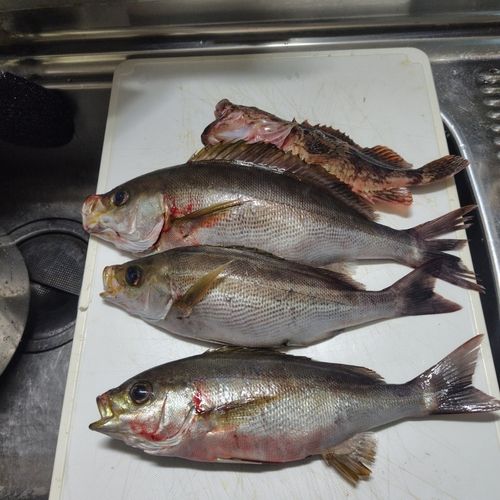 イサキの釣果