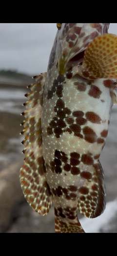 イシミーバイの釣果