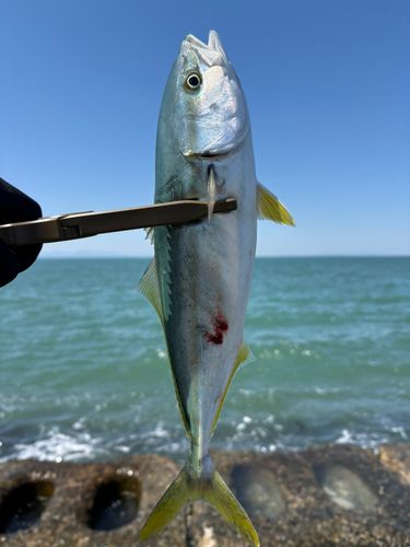 コゾクラの釣果