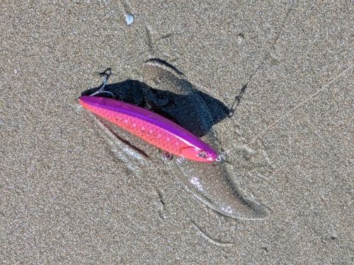 シタビラメの釣果
