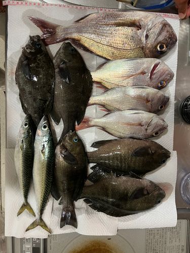 タイの釣果