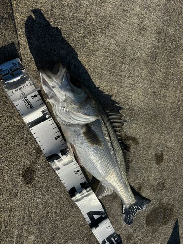 セイゴ（マルスズキ）の釣果