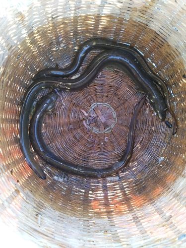 ウナギの釣果