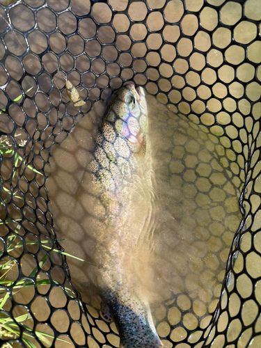 トラウトの釣果