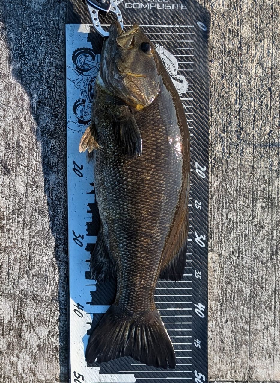 SHIMANO 21ポイズングロリアス 2610ML/Hの最安値・インプレ・釣果