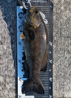 スモールマウスバスの釣果