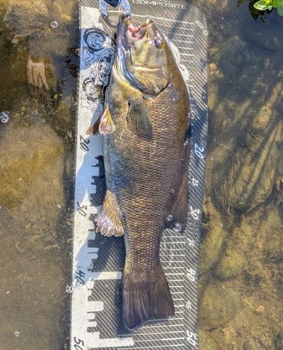 スモールマウスバスの釣果