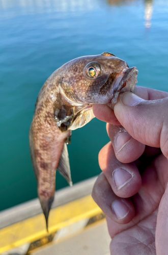 チチブの釣果
