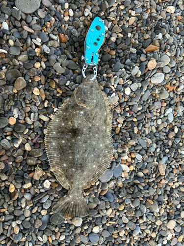 ソゲの釣果