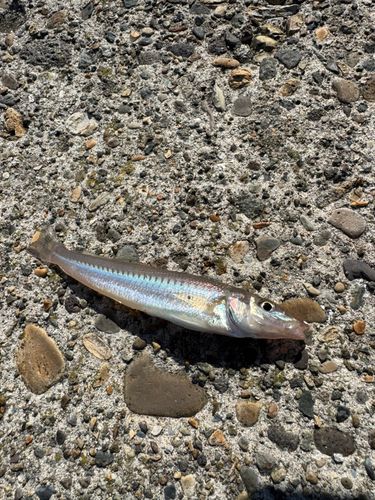 キスの釣果