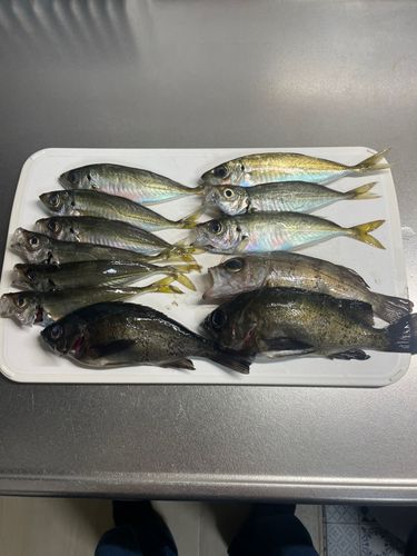 アジの釣果
