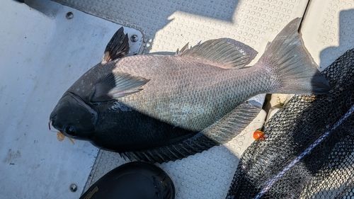 釣果