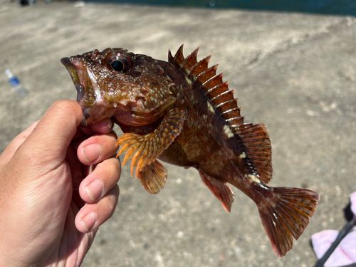 カサゴの釣果