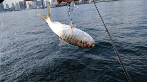 コノシロの釣果