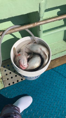 マダラの釣果