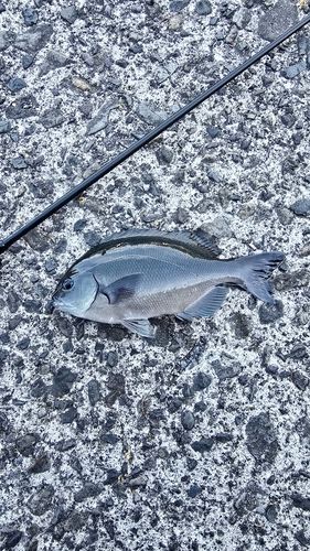 グレの釣果