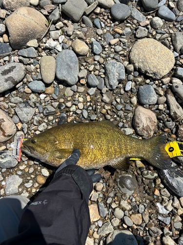 スモールマウスバスの釣果