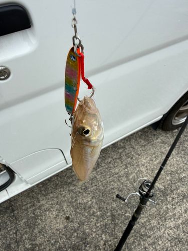 シロギスの釣果
