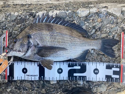 チヌの釣果