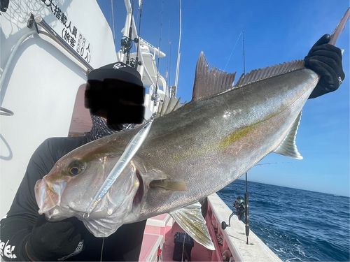 カンパチの釣果