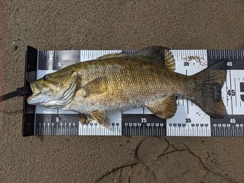 スモールマウスバスの釣果