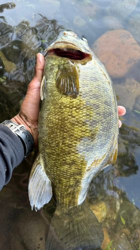 スモールマウスバスの釣果