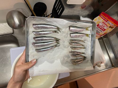 カタクチイワシの釣果