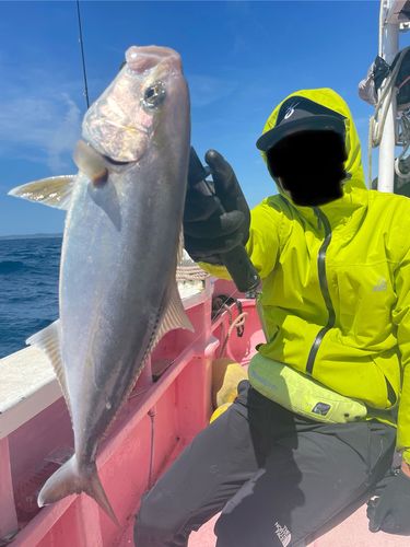 カンパチの釣果