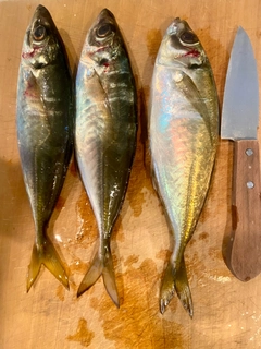 マアジの釣果