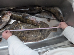 ナメタガレイの釣果