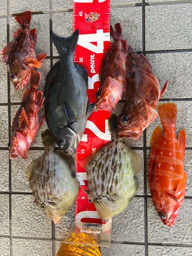 カワハギの釣果