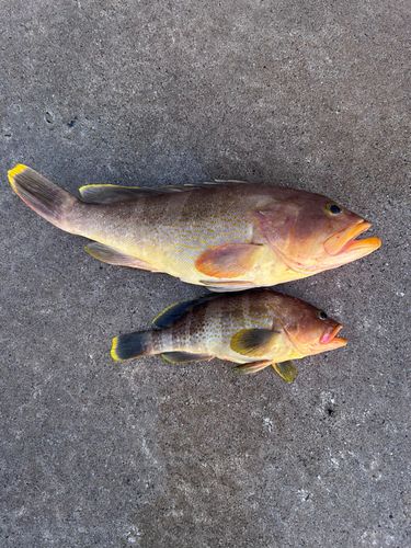 アオハタの釣果