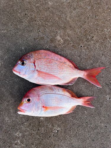 レンコダイの釣果