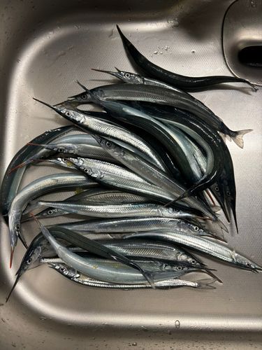 サヨリの釣果
