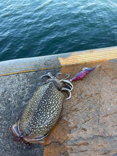 シリヤケイカの釣果