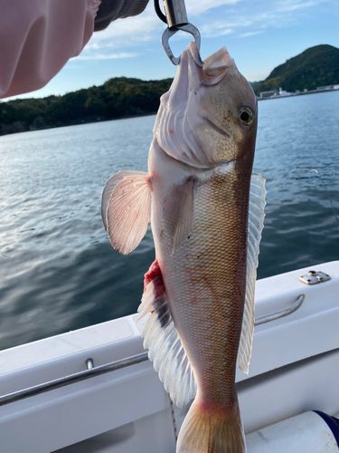 シロアマダイの釣果