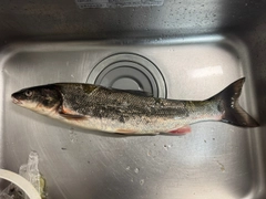 マルタウグイの釣果