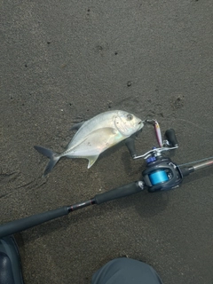 メッキの釣果