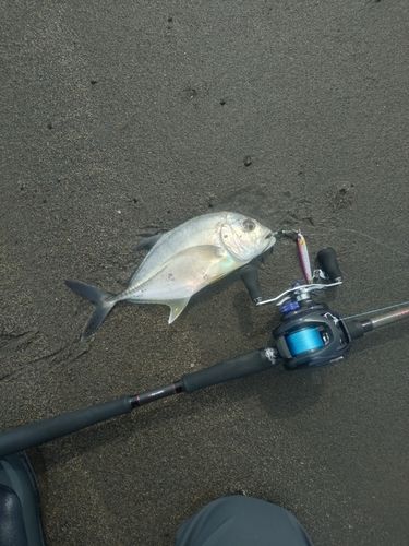 メッキの釣果
