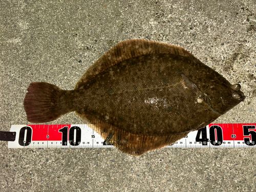 カレイの釣果