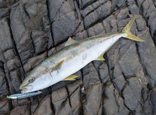ヒラマサの釣果