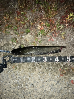マナマズの釣果