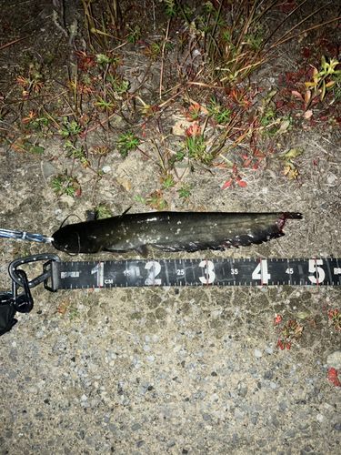 マナマズの釣果