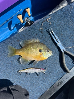 ブラックバスの釣果