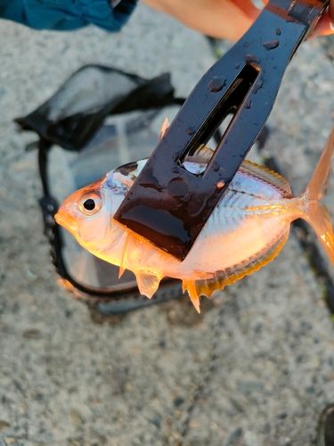 ヒイラギの釣果