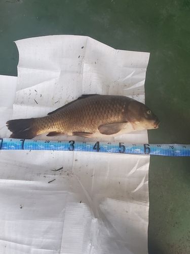 コイの釣果
