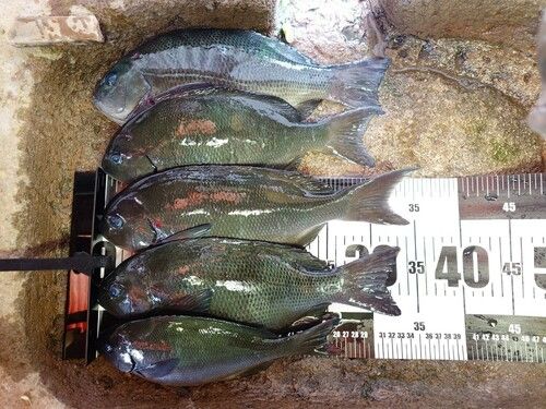 オナガグレの釣果