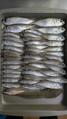 アジの釣果