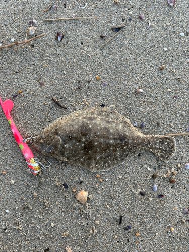 ソゲの釣果
